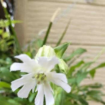 アオモリマンテマの投稿画像 By 気まぐれ さん 植物と濃厚接触と地球の暮らしと自然を愛すと植物のある暮らしと鉢植えガーデンと種まきとずぼらな園芸と耐寒性植物と絶滅危惧種と植物大好きとgs映えとおうち園芸と鉢植えと平和を願う と花のある暮らしとチーム