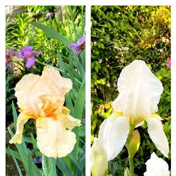 ジャーマンアイリス(白)の画像 by Momo❣️さん | ジャーマンアイリスとジャーマンアイリス(白)と白い花と幸せの花とあっ火曜日