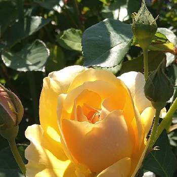 バラの蕾の画像 by 優さん | 小さな庭とグラハム トーマスとみどりのある暮らしとばら バラ 薔薇とバラの蕾と庭のある暮らしとバラを楽しむ