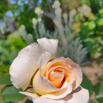 バラ薔薇ばらら～❤️の画像 by michi(•ө•)♡さん | 小さな庭と薔薇♡とバラ薔薇ばらら～❤️とおうち園芸とミッチの会
