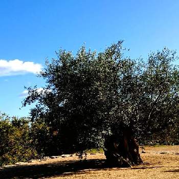 オリーブの木の画像 by からす麦さん | お出かけ先とオリーブの木と樹木と小豆島