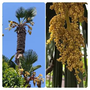 シュロの花の投稿画像一覧 Greensnap グリーンスナップ