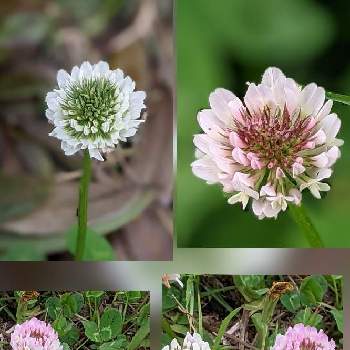 白詰草 クローバー の投稿画像一覧 Greensnap グリーンスナップ