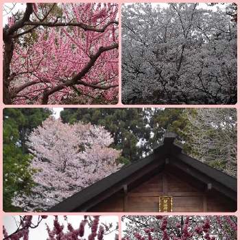 自宅待機中の画像 by コロ☆さん | 北海道と桜の花♡と自宅待機中とお花見したい