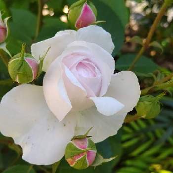 オリビアローズ オースチンの画像 by 庭野華子さん | 小さな庭とバラ、薔薇、ばらとオリビアローズ オースチンとばら バラ 薔薇とバラのある暮らしとPinkRoseとEnglish roseとバラが好きと花のある暮らしと薔薇♪とロザリアンとERとDAVID AUSTIN ROSESとrose