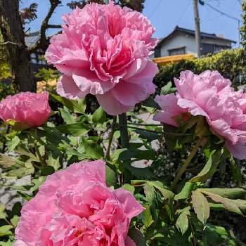 ぼたんの画像 by はーちゃんさん | 小さな庭とあっ火曜日とピンクの花とぼたんと可愛い❤とピンクと清々しい景色と元気に育ててますよ