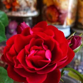 赤いお花❤️の画像 by マイフラワーさん | 玄関とばら バラ 薔薇と可愛いばらと真っ赤な火曜日と赤いお花❤️と大切なお花