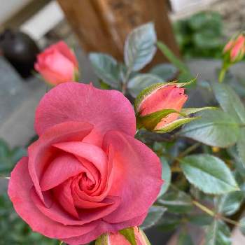 コーヒーオベーションの画像 by ウサ ハナさん | 広い庭とコーヒーオベーションと薔薇愛と鉢植え薔薇