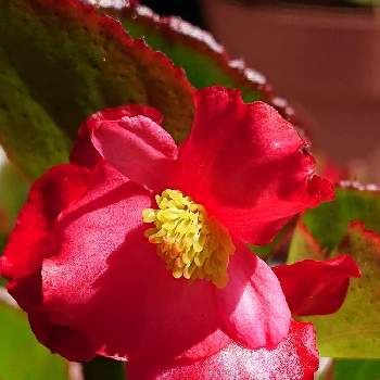 赤いお花❤️の画像 by マイフラワーさん | ベゴニア♡と冬越しの花と真っ赤な火曜日と赤いお花❤️と大切なお花