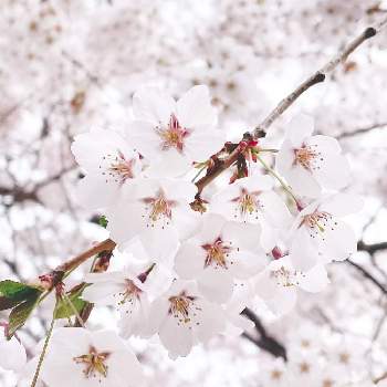 桜さくの画像 by mimirin*･☪︎·̩͙*さん | お出かけ先と癒しと桜フォトコン2022と花のある暮らしと桜さくと北海道と幸せな時間