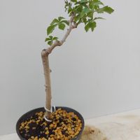 ウコギ,鉢植え,盆栽素材,山取,食用芽の画像