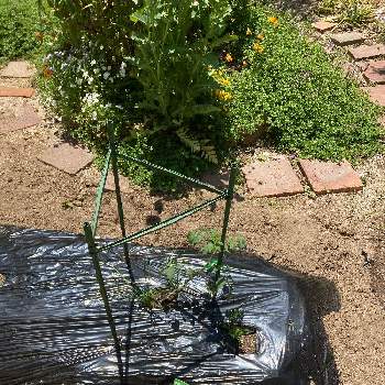 植え付けの画像 by ポピーポさん | 小さな庭とミニトマト 千果と家庭菜園と植え付けとコンパニオンプラント