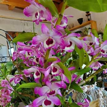 デンドロビウム ビゼンアケボノの投稿画像一覧 Greensnap グリーンスナップ