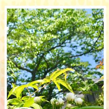 たくさんの花の画像 by こゆきさん | モッコウバラとたくさんの花といい天気と嬉しいと春の訪れと咲いたと春庭と青空