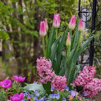 ヒヤシンスの花の画像 by みるきーさん | 小さな庭と水色の花とビオラ・パンジーとピンクの花と寄せ植えとヒヤシンスの花と チューリップと秋植え球根と花のある暮らしと アネモネと『秋植え球根2022』フォトコンテスト