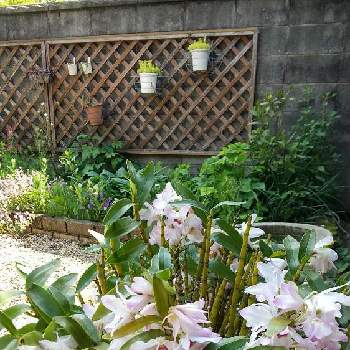 デンドロビュームの画像 by カサブラン子さん | デンドロビュームと裏庭と中庭