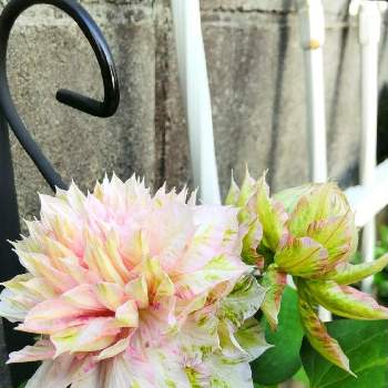 クレマチス春姫の投稿画像一覧 Greensnap グリーンスナップ