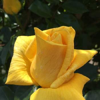 黄色い薔薇♡の画像 by どんぐりさん | お出かけ先と鎌倉とGSに感謝。とトゲの無いバラとお出掛け先と日比谷花壇 大船フラワーセンターと黄色い薔薇♡