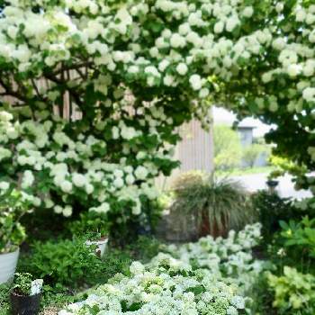 わたしの楽しみの画像 by モナミさん | アプローチとモナミ　オオデマリと私の癒し♡とあっ火曜日とわたしの楽しみとおうち時間とわれら17年組とオオデマリの川と今日のお庭と白い花大好きと白い花と自慢のオオデマリとオオデマリ❁