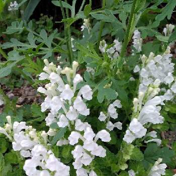 白色の画像 by キヨン2さん | 小さな庭とタツナミソウ（立浪草）と地植えとこぼれ種と白色とおうち園芸
