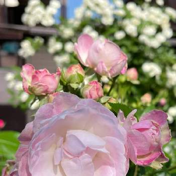 よい香りの画像 by つぐみさん | 小さな庭と薔薇も好きとつるバラとおうち園芸とよい香りと多肉女子と花いろいろとガーデニングと花のある暮らし