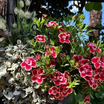 iPhone13の画像 by マリアさん | 小さな庭とディコンドラとミリオンベル　プチホイップとラグラス バニーテールとさいた✨とiPhone13とノンフィルターとB型とサントリー フラワーズと庭の植物と寄植えとI love plants❣️と12月生まれ♪と植え中毒と花のある暮らしとgreen*love