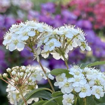 お日様に感謝の画像 by さとりんさん | 小さな庭とコデマリと可愛いと花好きとガーデニングと花のある暮らしと白い花と石川県とお日様に感謝