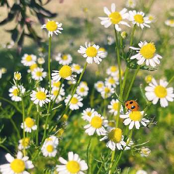 ハーブ  カモミール  の画像 by Yossyさん | ハーブガーデンと庭パトと開花中とハーブ  カモミール  と白・しろ・ホワイトとお気に入り♡