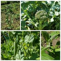ヤーコン,ブロッコリー,ジャンボニンニク,グリーンピース,我が家の野菜の画像