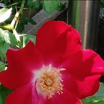 ドルトムント バラの投稿画像一覧 Greensnap グリーンスナップ ドルトムント バラの投稿画像一覧 Greensnap グリーンスナップ