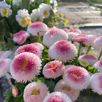 大好きな春♡の画像 by kanasukeさん | デイジーとスクスク成長中とピンク❤︎ピンクときれいとおうち園芸と頑張れとピンクが好きと可愛いと花のある暮らしと可愛いピンク色♡とへっぽこガーデナーとやっぱり花が好き♡と大好きな春♡とモリモリ好き