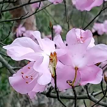 古賀志山の画像 by 風太郎さん | お出かけ先とアカヤシオと春のお花と山の花と古賀志山と山野草