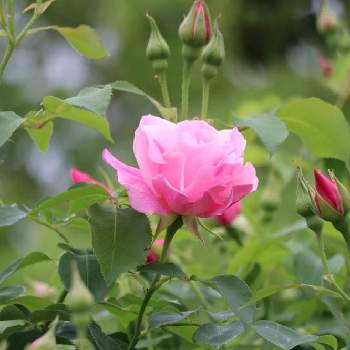 スパニッシュビューティーの画像 by 球根の中にはさん | スパニッシュビューティーとピンクの花とばら バラ 薔薇