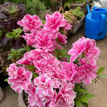 アザレア☆の画像 by nyanさん | 小さな庭と今日の一枚と今日のお花と鉢花とピンクと咲いた！とアザレア☆