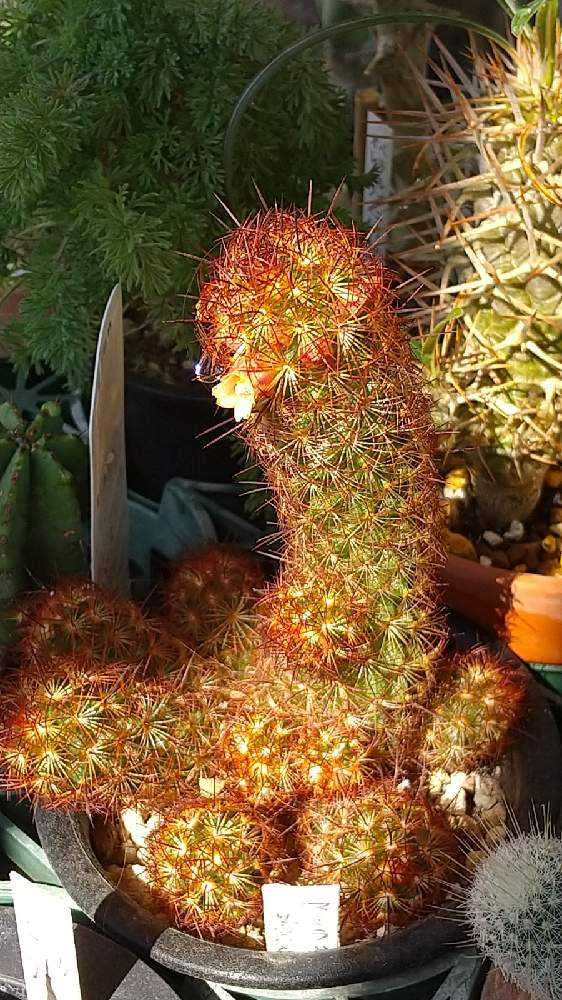 サボテン🌵の花｜🍀GreenSnap（グリーンスナップ）