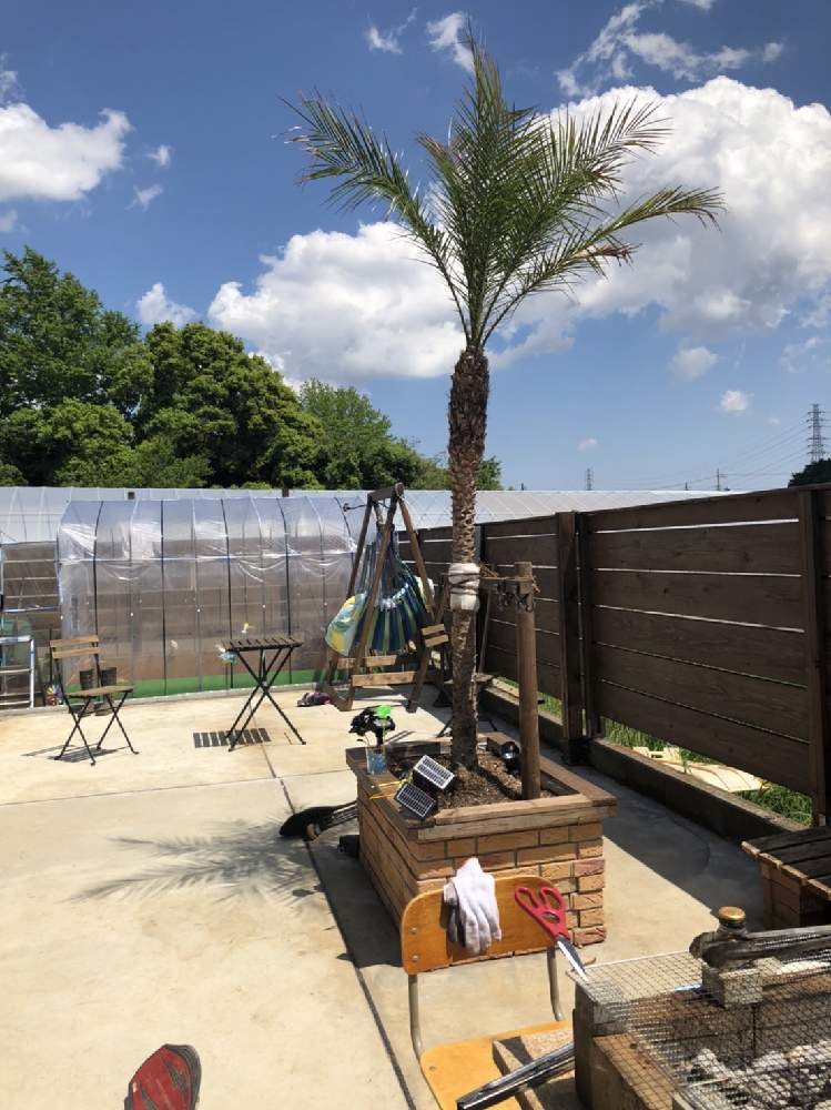 広い庭の投稿画像 By 南国風ガーデンさん 椰子の木とフェニックスロベレニー シンノウヤシ と南国演出の椰子の木と椰子の木 とフェニックスロベレニー シンノウヤシ と南国演出の椰子の木 22月5月3日 Greensnap グリーンスナップ Greensnap グリーンスナップ