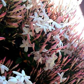 三大香木の画像 by ケサランパサランさん | 小さな庭とハゴロモジャスミンと三大香木と春の訪れとにわとつぼみと緑のある暮らしと花のある暮らしと白い花とピンクの蕾と良い香りとつる性植物と半常緑性と地植えと香りの王