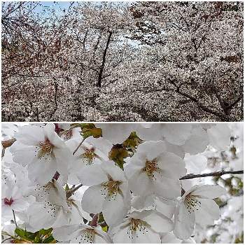 桜ソメイヨシノの画像 by pasearさん | お出かけ先と桜ソメイヨシノと春のお花と神宮の杜と北海道神宮とお散歩とさくら桜サクラ