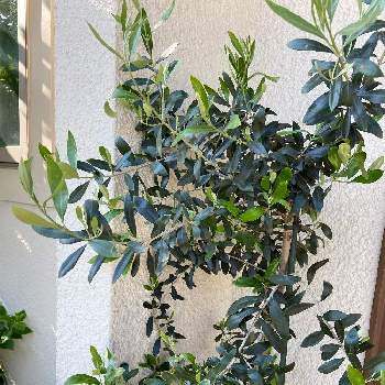 オリーブの木❕の画像 by コスモスラブさん | 玄関とオリーブの木❕と日陰庭