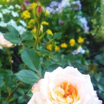 種まき：ビオラの画像 by ゆみゅさん | 小さな庭とミルキーウェイとバラ、薔薇、ばらとバラと種まき：ビオラと冬越しとかわいい♡とお気に入り♡とバラのある暮らしときれいとおうち園芸と鉢植えと花のある暮らしと小さなお庭