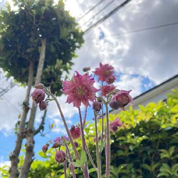 西洋オダマキ✨の画像 by カピバラさん | 小さな庭と西洋オダマキローズバローと西洋オダマキ✨とはじめての開花と2年目の宿根草