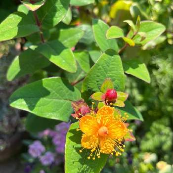 ヒペリカム❇︎の画像 by cranberry*さん | 小さな庭とヒペリカム マジカルユニバースと癒されると黄色の花と花のある暮らしとヒペリカム❇︎と庭の宿根草