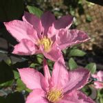 クレマチス ピンクレディの一覧 Greensnap グリーンスナップ