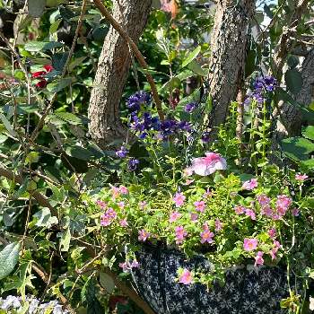 珍しいの画像 by ましゅあんさん | 小さな庭と寄せ植えと珍しいとおうち園芸とはなたばとハンドメイド