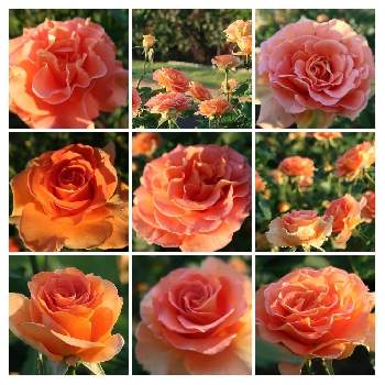 朝の散歩の画像 by サワーポメロさん | ばら バラ 薔薇とブラスバンドと近くの公園と素敵な庭に✨と皆様に感謝と朝の散歩と花のある暮らし