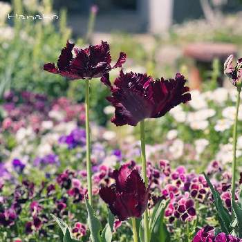 黒いお花の画像 by ハナコさん | お出かけ先とチューリップ　ブラックパーロットと チューリップと神戸市立花と緑の推進センターと黒いお花
