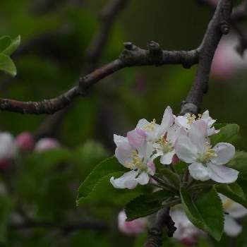 リンゴ,落葉高木,リンゴ属,バラ科,花のある暮らしの画像