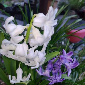 ヒヤシンスの花の画像 by ポコアポコさん | 小さな庭とヒヤシンスの花と植中毒とバラと夢CLUBと白いお花と紫のおはなと可愛いと北海道