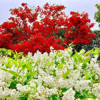 紅白の画像 by ビオさん | 広い庭と紅白と実家の庭と赤い花とツツジ科と ツツジ
