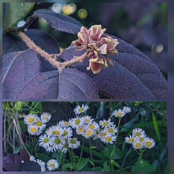 マンサクの画像 by 秋草さん | 広い庭とマンサクとトキワマンサクと我が庭の野草たちとマンサク✽とグリーンアクセサリー♪と萼花✽